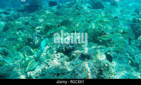 Ein schnorchler folgt eine Schule der überführen die Sicherungsnasen am Hanauma Bay, Hawaii Stockfoto