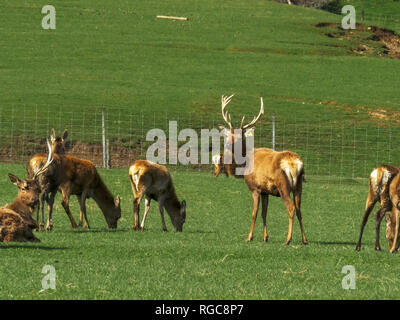 Einen Hirsch und nicht auf einem Deer Farm mossburn in Neuseeland Stockfoto