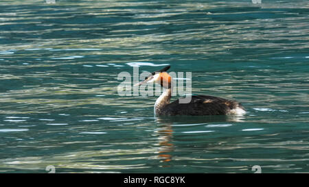 Nahaufnahme der Crested grebe am Lake Wakatipu in Neuseeland Stockfoto