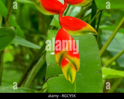 In der Nähe von einem schönen heliconia Blume in einem Garten Stockfoto