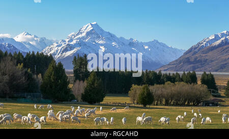 Frisch geschorener Schafe auf glentanner Station mit Mt Cook's New Zealand thront in der Ferne Weiden Stockfoto