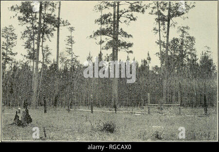 . Bulletin der US-Landwirtschaft. Landwirtschaft Die Landwirtschaft. Bui. 1061, US Abt. der Landwirtschaft. Platte XVIII. Abb. 1.- ein kleiner Bauer in Osttexas lief ein hog-proof Zaun um ein Stück von etwa 20 Hektar grossen Schnitt - über Land in der Nähe von seinen Bauten. Er Schweine für 6 Jahre und die meisten Brände für 12 Jahre ausgeschlossen. Das Ergebnis ist teilweise in der obigen Ansicht dargestellt; Eine vollständige stand von longleaf Pines 25 bis 35 Fuß hoch und 3 bis 6 Zoll im Durchmesser an breastheight. Der Eigentümer für das Ganze mit viel Zufriedenheit, denn er hat eine reiche Weide für Rinder und Schweine und ein wertvolles stand von Pi Stockfoto