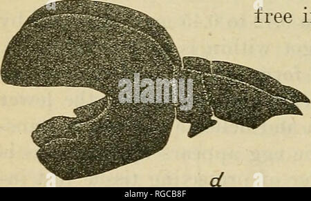 . Bulletin der US-Landwirtschaft. Landwirtschaft Die Landwirtschaft. 6 BULLETIN 1088, US DEPAETMEXT OE AGEICULTUEE. brown-tail Motte Caterpillar war innerhalb von 10 Minuten nach dem Ei abgelagert worden war. Aus vielen Beobachtungen scheint es, dass in der Regel 20 bis 30 Minuten zwischen Eiablage und dem Eingang der parasitären Larve in seine Host liegen. Oft die Raupe macht energische Versuche, die Made, bevor Letzteres zerstören hat seinen Weg in, und gelegentlich werden diese Anstrengungen sind erfolgreich, insbesondere wenn das Ei des Parasiten wurde in der Nähe der hinteren hinterlegt Stockfoto