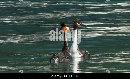 Zwei Haubentaucher eine Umwerbung ritual Anzeige auf einem See in Neuseeland Stockfoto