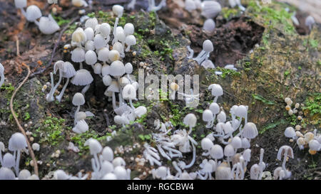 Nahaufnahme Schuß aus einem Cluster von Coprinellus disseminatus Pilze wachsen auf einen toten Baum auf den Boden des Regenwaldes Stockfoto