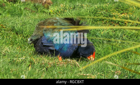 Einer bedrohten flugunfähigen Neuseeland takahe Feeds auf dem Boden Stockfoto