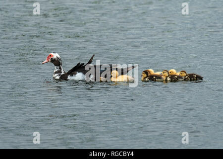 Muscovy Duck schwimmen mit Küken. Stockfoto