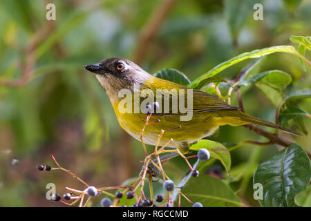 Eine gemeinsame Chlorospingus () Ernährung auf lila Beeren. Costa Rica, Mittelamerika. Stockfoto