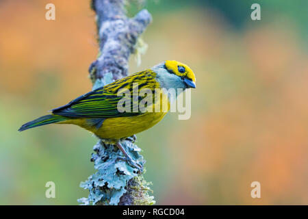 Ein Silber-throated Tanager (Tangara icterocephala) auf einem Ast sitzend. Costa Rica. Stockfoto