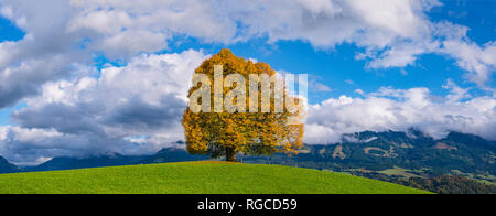 Friedenslinde (Tilia) Auf der Wittelsbacher Hoehe, 881m, Illertal, Allgäu, Bayern, Deutschland, Europa Stockfoto