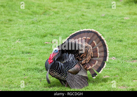 Ein großer Mann der Türkei mit seinen Federn verteilen sich Spaziergänge auf den Frühling Gras. Stockfoto