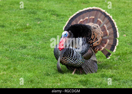 Ein großer Mann der Türkei mit seinen Federn verteilen sich Spaziergänge auf den Frühling Gras. Stockfoto