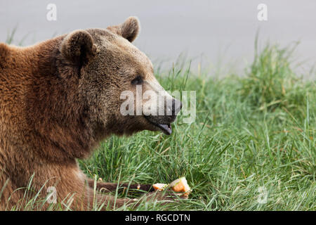 Ein Braunbär in den grünen Frühling Gras essen ein Stück Melone. Stockfoto