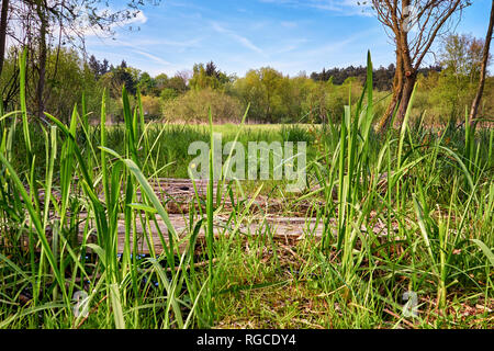 Schilf auf einer Wiese mit Gras und Laubbäume im Hintergrund mit blauer Himmel. Stockfoto