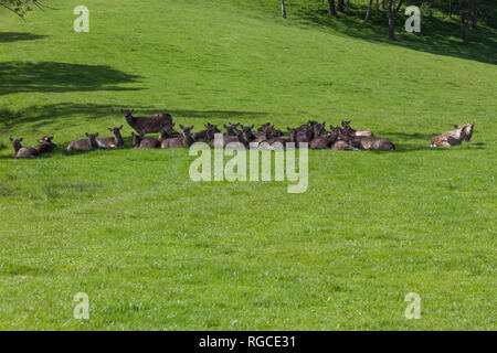 Eine Herde von Sika oder Japanischen Spotted Deer Rest in den Schatten auf einem Hügel im Frühjahr. Stockfoto