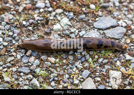 Eine gefleckte Leoparden slug entlang dem Boden auf einem nassen Frühling kriechend. Stockfoto