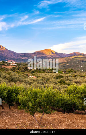 Spanien, Mondron, Aussicht Grove mit pfirsichbäumen im Vordergrund für Olivenöl Stockfoto