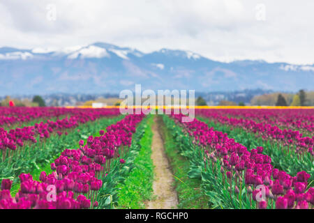 USA, Washington State, Skagit Valley, Tulpenfeld Stockfoto