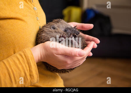 Woman's Hand aufgerollt Igel Stockfoto