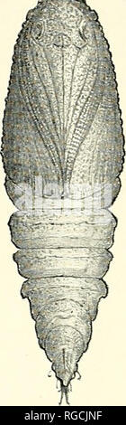 . Bulletin des südlichen Kalifornien Akademie der Wissenschaften. Wissenschaft; Naturgeschichte; Natural History. Bulletin, so. Calif. Akademie der Wissenschaften Bd. 58, Teil 2, 1959. Platte 34 Puppe von Phaeoura cristifera, ential Aspekt. Erweiterten X o]o. Von der Malerei durch die autlior reproduziert. 106. Bitte beachten Sie, dass diese Bilder sind von der gescannten Seite Bilder, die digital für die Lesbarkeit verbessert haben mögen - Färbung und Aussehen dieser Abbildungen können nicht perfekt dem Original ähneln. extrahiert. Südkalifornien Akademie der Wissenschaften. Los Angeles, Calif.: Die Akademie Stockfoto