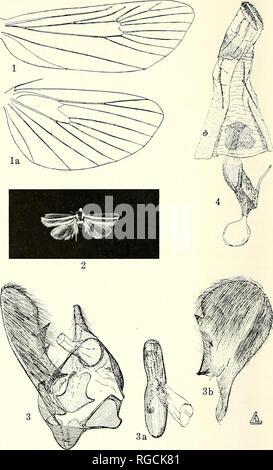 . Bulletin des südlichen Kalifornien Akademie der Wissenschaften. Wissenschaft; Naturgeschichte; Natural History. 34 Bulletin So. Calif. Acadcmr Wissenschaften/Vol. 6^, Pt.i, 1^64. Bitte beachten Sie, dass diese Bilder sind von der gescannten Seite Bilder, die digital für die Lesbarkeit verbessert haben mögen - Färbung und Aussehen dieser Abbildungen können nicht perfekt dem Original ähneln. extrahiert. Südkalifornien Akademie der Wissenschaften. Los Angeles, Calif.: Die Akademie Stockfoto