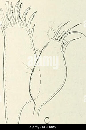 . Bulletin des südlichen Kalifornien Akademie der Wissenschaften. Wissenschaft; Naturgeschichte; Natural History. Platte 44 lais californica (Richardson), ein. toto, weiblich, b, maxilliped. c, erste Oberkiefer. Vergrößerung durch mm angegeben. Skalieren. 142. Bitte beachten Sie, dass diese Bilder sind von der gescannten Seite Bilder, die digital für die Lesbarkeit verbessert haben mögen - Färbung und Aussehen dieser Abbildungen können nicht perfekt dem Original ähneln. extrahiert. Südkalifornien Akademie der Wissenschaften. Los Angeles, Calif.: Die Akademie Stockfoto