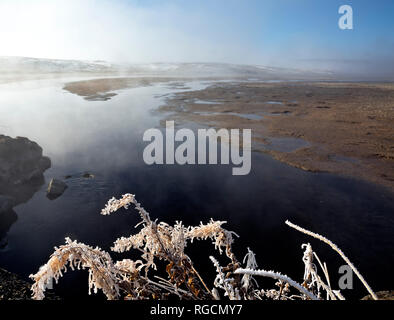 WY 03019-00 ... WYOMING - Pinsel bedeckt mit eisnebel bei Sonnenaufgang entlang Alum Creek im Hayden Valley, Yellowstone National Park. Stockfoto