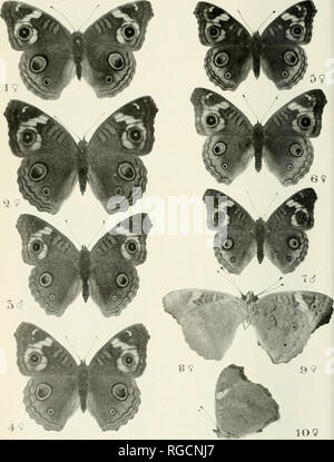 . Bulletin des südlichen Kalifornien Akademie der Wissenschaften. Wissenschaft; Naturgeschichte; Natural History. Platte 2. 80. Bitte beachten Sie, dass diese Bilder sind von der gescannten Seite Bilder, die digital für die Lesbarkeit verbessert haben mögen - Färbung und Aussehen dieser Abbildungen können nicht perfekt dem Original ähneln. extrahiert. Südkalifornien Akademie der Wissenschaften. Los Angeles, Calif.: Die Akademie Stockfoto