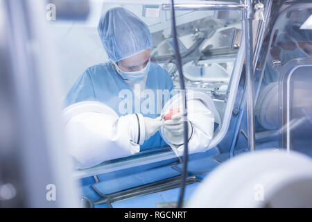 Wissenschaftler die Verarbeitung menschlichen Gewebes in Isolator Labor Stockfoto