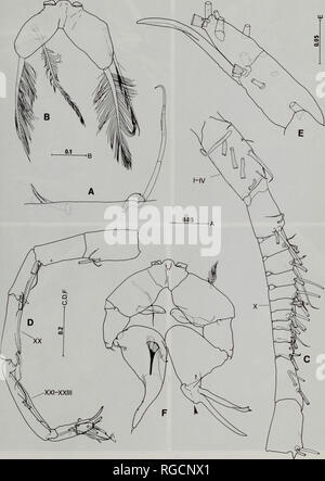 . Bulletin des Natural History Museum Zoologie. Phylogenie der ARIETELLID COPEPODEN 149. Abb. 30. Paraugaptilus Imilis, weiblich (A, B), Male (C-F). Ein erster und zweiter praecoxal endites der Maxilla; B, Bein 5, anterioren Fläche; C, Links antennulary Abschnitte I bis XVI; D, Links antennulary Segmente XVII XXVIII; E, Links antennulary Segmente XXIV zu XXVIII; F, Bein 5, anterioren Fläche, minute Seta von Pfeilspitze angegeben. Skalen in mm.. Bitte beachten Sie, dass diese Bilder aus gescannten Seite Bilder, die digital für die Lesbarkeit verbessert haben mögen - Färbung und Aussehen dieser Illustra extrahiert werden Stockfoto