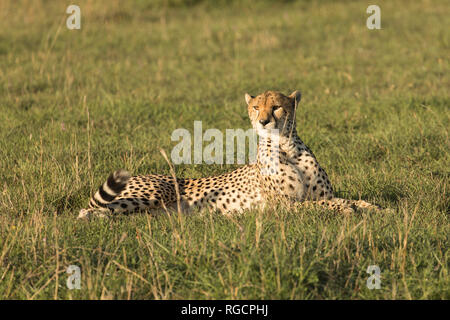 Cheetah sitzen im Gras auf der Savanne Stockfoto