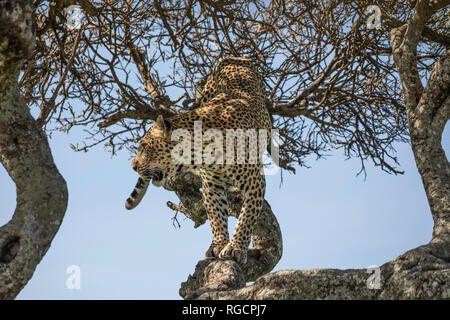 Leopard wandern in einem Baum auf die Kamera Stockfoto