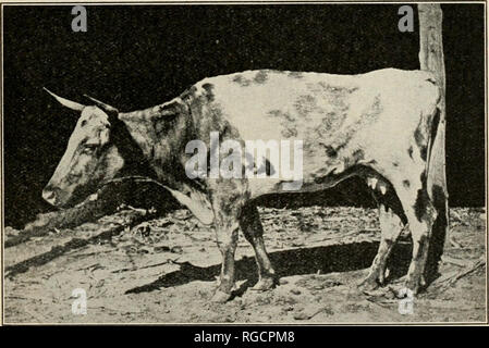 . Das Bulletin der Nord-Carolina Abteilung der Landwirtschaft. Landwirtschaft - North Carolina. Einen frühen Fall von der Tuberkulose. Aberdeen-Angus Rind in Rocky Mount. Eine sehr fortgeschrittene Fall von der Tuberkulose. Ein shorthorn Kuh in Statesville. Foto am 9. Oktober 1908 getroffen. Diese Kuh wurde im herrlichen Zustand am 15. Juli 1908. I Bitte beachten Sie, dass diese Bilder sind von der gescannten Seite Bilder, die digital für die Lesbarkeit verbessert haben mögen - Färbung und Aussehen dieser Abbildungen können nicht perfekt dem Original ähneln. extrahiert. North Carolina. Abt. der Landwirtschaft. Raleigh Stockfoto