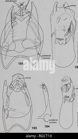 . Bulletin des Natural History Museum Entomologie. Zentral- und SÜDAMERIKANISCHEN NEPTICULIDAE 105 uncus pseuduncus. 192 Carina 195 Feigen 191-195 Männliche Genitalien Acalyptris Arten, Belize. 191, laxibasis, holotyp (29128 - BMNH), Kapsel; 192, gleichen, aedeagus; 193, 29135 - 29135 Arten (BMNH), Kapsel, 194, gleichen, valva; 195, gleichen, aedeagus. Skala: 0,1 mm.. Bitte beachten Sie, dass diese Bilder sind von der gescannten Seite Bilder, die digital für die Lesbarkeit verbessert haben mögen - Färbung und Aussehen dieser Abbildungen können nicht perfekt dem Original ähneln. extrahiert. Naturkunde Muse Stockfoto