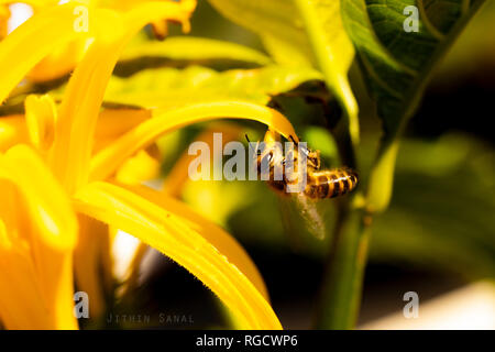 Nahaufnahme einer Honigbiene, die morgens Nektar von einer gelben Blume sammelt. Stockfoto