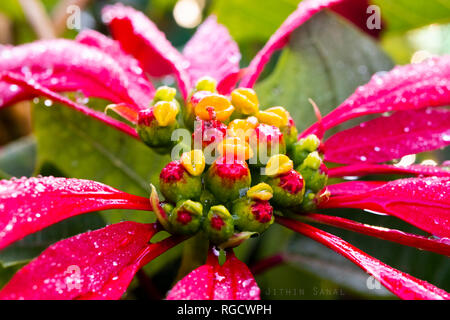 Ganz nah an der Natur: Makrofoto zeigt die komplexen Details lebendiger Blumen in der Morgensonne. Stockfoto