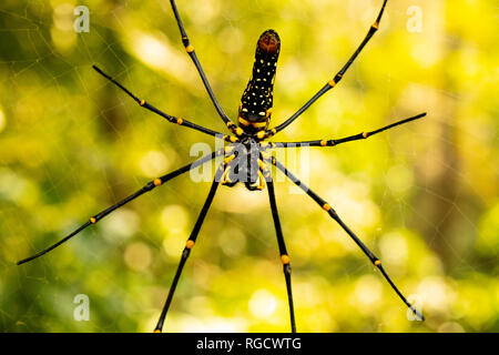 Eine große Spinne, die auf ihrem komplexen Netz ruht und auf ein Insekt wartet, in einer atemberaubenden Makroaufnahme. Stockfoto