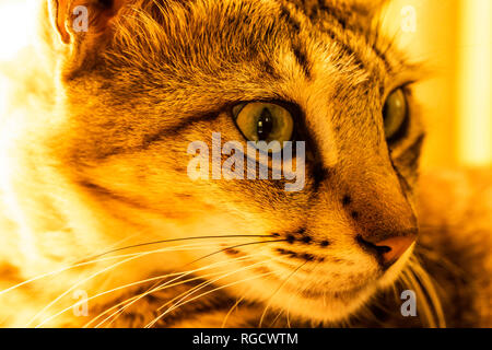 Makrofoto einer braunen wütenden Katze, die die Beute anstarrt. Stockfoto