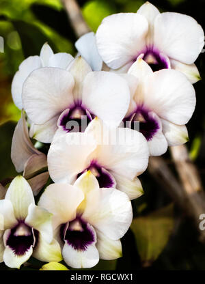 Makroaufnahme, die den farbenfrohen Reiz exotischer Blumen in ihrem natürlichen Lebensraum einfängt. Stockfoto