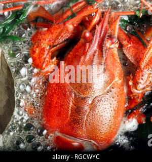 Gekochte Languste mit Dill und Lorbeerblatt in kochendem Wasser im Topf auf schwarzen Hintergrund. Kochen Krebse Stockfoto