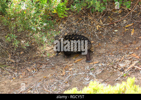 Besuchen sie Australien. Echidnas, manchmal bekannt als Stacheligen Ameisenbären. Senics und Ansichten und die Tierwelt von Australien Stockfoto