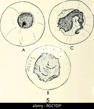 . Bulletin des südlichen Kalifornien Akademie der Wissenschaften. Wissenschaft; Naturgeschichte; Natural History. Platte 45 Abb. 4. Fossiler Eier, Typ I, in der Multifunktionsleiste und erweiterten Ei, dachte Turbellarian, Muster 4235; Größe der einzelnen Ei 0,19 mm. Abb. 5. Drei fossilen Eier, einzeln hinterlegt, zeigt drei Phasen der embryonalen Entwicklung, dachte Turbellarian, Muster 2962; Größe der Eier 0,19 bis 0,25 mm. 142. Bitte beachten Sie, dass diese Bilder aus gescannten Seite Bilder, die digital haben für die Lesbarkeit verbessert - Färbung und Aussehen dieser Abbildungen können nicht p Stockfoto