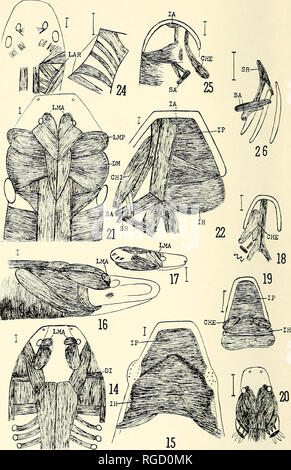 . Bulletin des südlichen Kalifornien Akademie der Wissenschaften. Wissenschaft; Naturgeschichte; Natural History. Bulletin, so. Calif. Akademie der Wissenschaften Bd. 58, Teil 3, 1959. Platte 39 136. Bitte beachten Sie, dass diese Bilder sind von der gescannten Seite Bilder, die digital für die Lesbarkeit verbessert haben mögen - Färbung und Aussehen dieser Abbildungen können nicht perfekt dem Original ähneln. extrahiert. Südkalifornien Akademie der Wissenschaften. Los Angeles, Calif.: Die Akademie Stockfoto