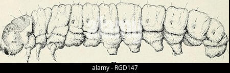 . Bulletin des südlichen Kalifornien Akademie der Wissenschaften. Wissenschaft; Naturgeschichte; Natural History. B PLATTE 16 Larven der Stibadium spumosum Brt. A. Kopf erweiterten X12. B. Reife Larven, seitliche Aspekt, erweiterten X 2%. Zeichnung von J.A.Comstock 142. Bitte beachten Sie, dass diese Bilder sind von der gescannten Seite Bilder, die digital für die Lesbarkeit verbessert haben mögen - Färbung und Aussehen dieser Abbildungen können nicht perfekt dem Original ähneln. extrahiert. Südkalifornien Akademie der Wissenschaften. Los Angeles, Calif.: Die Akademie Stockfoto