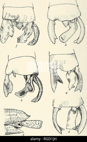 . Bulletin des südlichen Kalifornien Akademie der Wissenschaften. Wissenschaft; Naturgeschichte; Natural History. Bull. Also... Cal. Ac. Sci., Vol. XLI, Teil 2, 1942. Thnema. Tinkliam.. Platte 14 80. Bitte beachten Sie, dass diese Bilder sind von der gescannten Seite Bilder, die digital für die Lesbarkeit verbessert haben mögen - Färbung und Aussehen dieser Abbildungen können nicht perfekt dem Original ähneln. extrahiert. Südkalifornien Akademie der Wissenschaften. Los Angeles, Calif.: Die Akademie Stockfoto