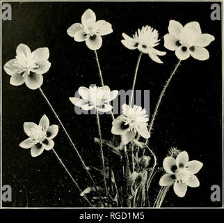 . Bulletin des südlichen Kalifornien Akademie der Wissenschaften. Wissenschaft; Naturgeschichte; Natural History. Ich PLATYSTEMON CALIFORNICUS "Cream-Cups" Andere. In der Oak Grove die Baby-blue-eyes schien perfekt zu Hause, während die collinsias unter dem Schatten von Elder-Beeren guckte. Es gab mariposa Lilien und brodiaes unter den anderen Blumen verstreut; blumig Firecrackers und Lilien, gemengt mit der Bremse Farne unter die Mammutbäume. Künstler malten Bilder davon, jeden Tag Studenten und Naturliebhaber Es besucht, Vögel, Bienen und aber- terflies machte es ihr Zuhause. Wie visito Stockfoto
