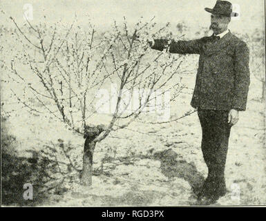 . Das Bulletin der Nord-Carolina Abteilung der Landwirtschaft. Landwirtschaft - North Carolina. Abb. 8. - Peach tree Schnitt zurück auf Stich zwei Jahre vor, jetzt neue Top und mit Blüte gefüllt. (Foto von Sherman.) diese Sache im Lichte der common-sense Erfahrung. Wir erwarten nicht zu", "Kartoffel Käfer ausrotten, aber die Mittel der Kontrolle sind, dass kein kartoffelbauer eine Ernte von Ihnen verlieren. Wir erwarten nicht, dass "exter-Minate" die in unseren Häusern fliegen, aber die Mittel der Steuerung ermöglichen es uns, ihre Zahl zu reduzieren und zu kontrollieren. jSTo Insekt-schädling, die so viele Mittel der spr Stockfoto