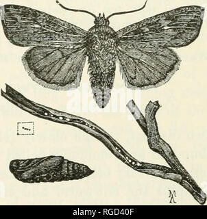 . Das Bulletin der Nord-Carolina Abteilung der Landwirtschaft. Landwirtschaft - North Carolina. 36 Das Bulletin. Und ein dunkler und breiter je eins an jeder Seite, erscheinen an Zeiten in Horden von unzähligen Tausende, verschlingende Vegetation der verschiedenen Arten, sondern vor allem Getreide und Gras. Die erwachsenen Motten verbreitet über IV 2 Zoll von Spitze zu Spitze der Flügel und sind bräunlich-Gelb in der Farbe. Verletzungen in Nord-carolina. - Sehr wenige Ausbrüche dieser Insekten haben sich bei uns gemeldet, obwohl es sicherlich jedes Jahr in mindestens eine begrenzte Anzahl vorhanden ist. Nach Motten sind häufig an Kaleigh von Mai bis JST gefunden Stockfoto