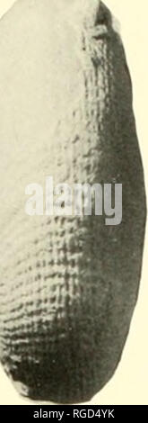 . Bulletin des Museums für Vergleichende Zoologie an der Harvard College. Zoologie. ."^^. Bitte beachten Sie, dass diese Bilder sind von der gescannten Seite Bilder, die digital für die Lesbarkeit verbessert haben mögen - Färbung und Aussehen dieser Abbildungen können nicht perfekt dem Original ähneln. extrahiert. Harvard University. Museum für Vergleichende Zoologie. Cambridge, Mass.: Das Museum Stockfoto