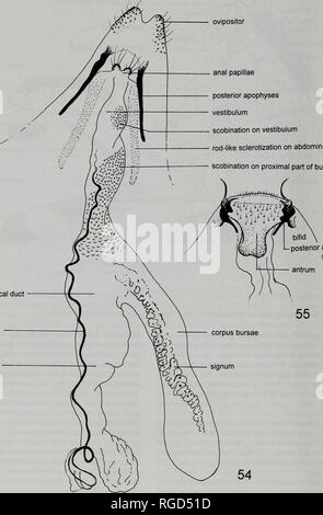 . Bulletin des Natural History Museum Entomologie. R. PUPLESIS UND G.S. ROBINSON ovipositor spermathecal Leitung innere Kanal äußere Kanal posterior auf scobination apophyses Vestibulum vestibulum Stange - wie sclerotization auf die Bauchdecke scobination am proximalen Teil Bursa. posterior apophyses Feigen 54, 55. Schematische Zeichnungen der weiblichen Genitalien mit Terminologie verwendet.. Bitte beachten Sie, dass diese Bilder sind von der gescannten Seite Bilder, die digital für die Lesbarkeit verbessert haben mögen - Färbung und Aussehen dieser Abbildungen können nicht perfekt dem Original ähneln. extrahiert. Natürliche H Stockfoto